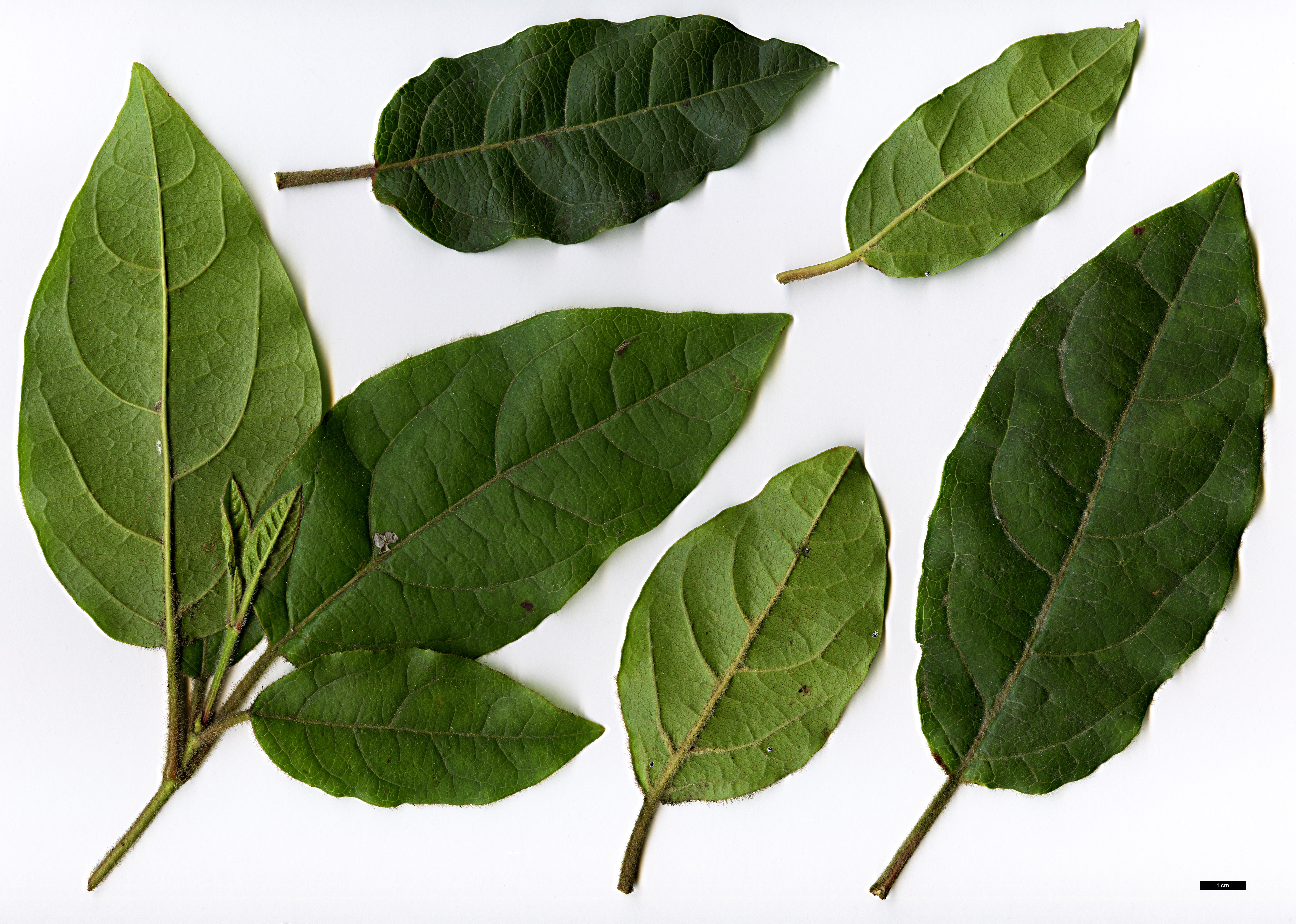 High resolution image: Family: Adoxaceae - Genus: Viburnum - Taxon: tinus - SpeciesSub: f. hirtum